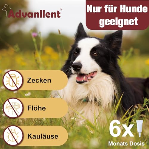 Advanllent Zeckenschutz für Hunde 6 Pipetten, Spot On Zeckenmittel für Extra große Hunde 30 bis 50 kg, Flohmittel Entwurmungsmittel, Gegen Flöhe & Zecken