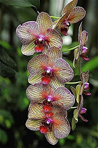Une orchidée cymbidium multicolore, plante cymbidium, graines de fleurs de bonsaï, plante à croissance naturelle pour le jardin de la maison
