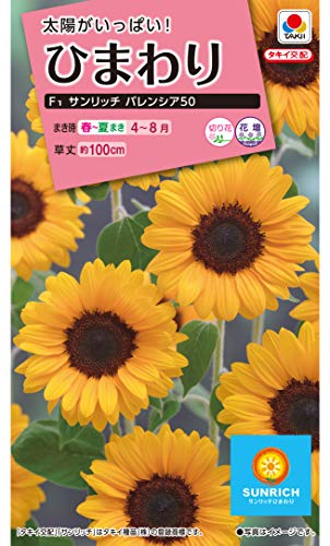 ^LCc(Takii Shubyo) Ђ܂ F1Tb` oVA50 FHM459EBF