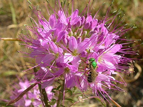 Cleome serrulata | Rocky Mountain Beeplant | Waa | 50_Seeds