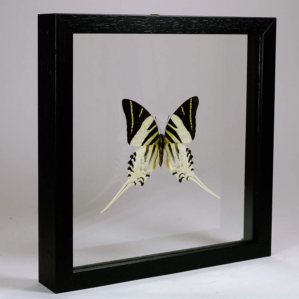 Graphium androcles sous verre cadre bois noir papillon taxidermie