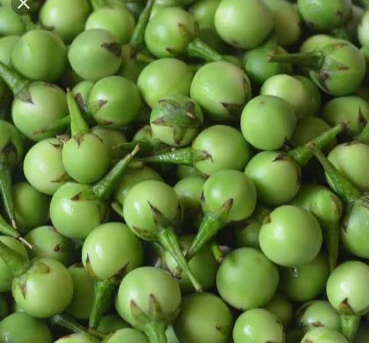 Minnal Traders/Sundakka seeds/Turkey Berry/Kundene Kayi Healthy Vegetable Plant seeds - 50 Nos (B09XFHKVGS) Amazon Price History, Amazon Price Tracker