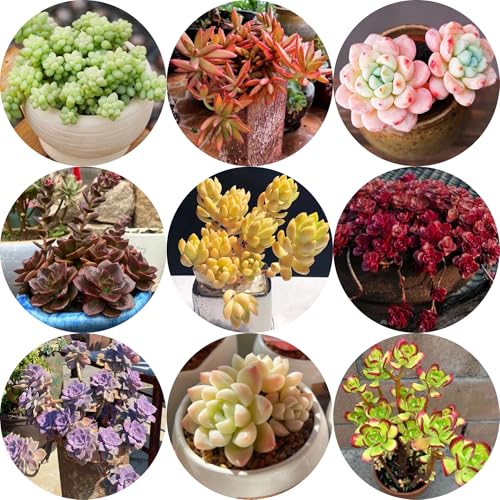 Semillas de sedum para techos verdes Decoración de jardín para exterior, balcón, sedum Macizo, exóticas resistentes 250pcs