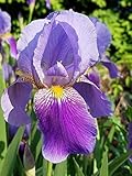 As shown in the image Germinazione dei semi: barbuto Iris germanica Blu: 3 rizomi Bulbi:Seeds