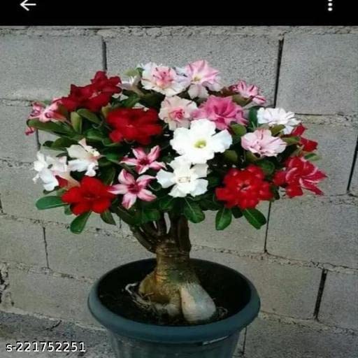 See full amazon price history chart for Sarika Nursery Hybrid Adenium Plant Sarika Nursery Hybrid Adenium Plant (B0C3RDM5S8) Amazon Price History, Amazon Price Tracker