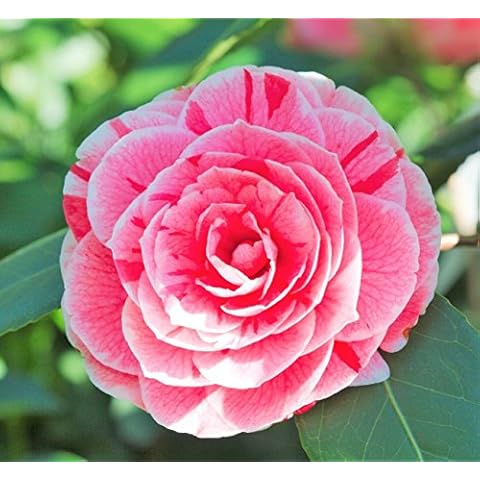 (1) - Dad's Pink Camellia Japonica - Starter Plant (4L) (1 Live Plant) Cover