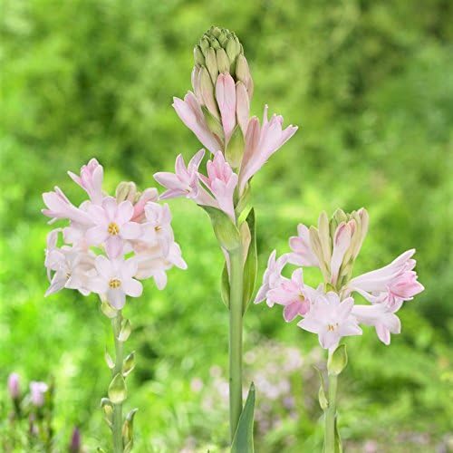 Mytree Pink Tuberose Sensation, 1 Single Form Tuberose Bulb - Luscious Fragrance