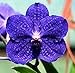 Produktbild FERRY Bio-Saatgut Nicht nur Pflanzen: Vanda Patchara Delight , Orchidee