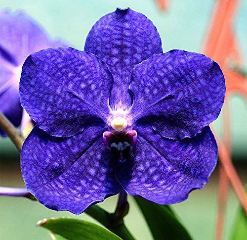 Preisvergleich Produktbild FERRY Bio-Saatgut Nicht nur Pflanzen: Vanda Patchara Delight , Orchidee