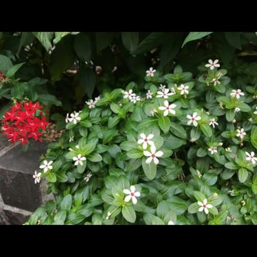 『第480話『誰かの真似をしない』－【群馬県にまつわるレジェンド篇】絵師　円山応挙－』のカバーアート