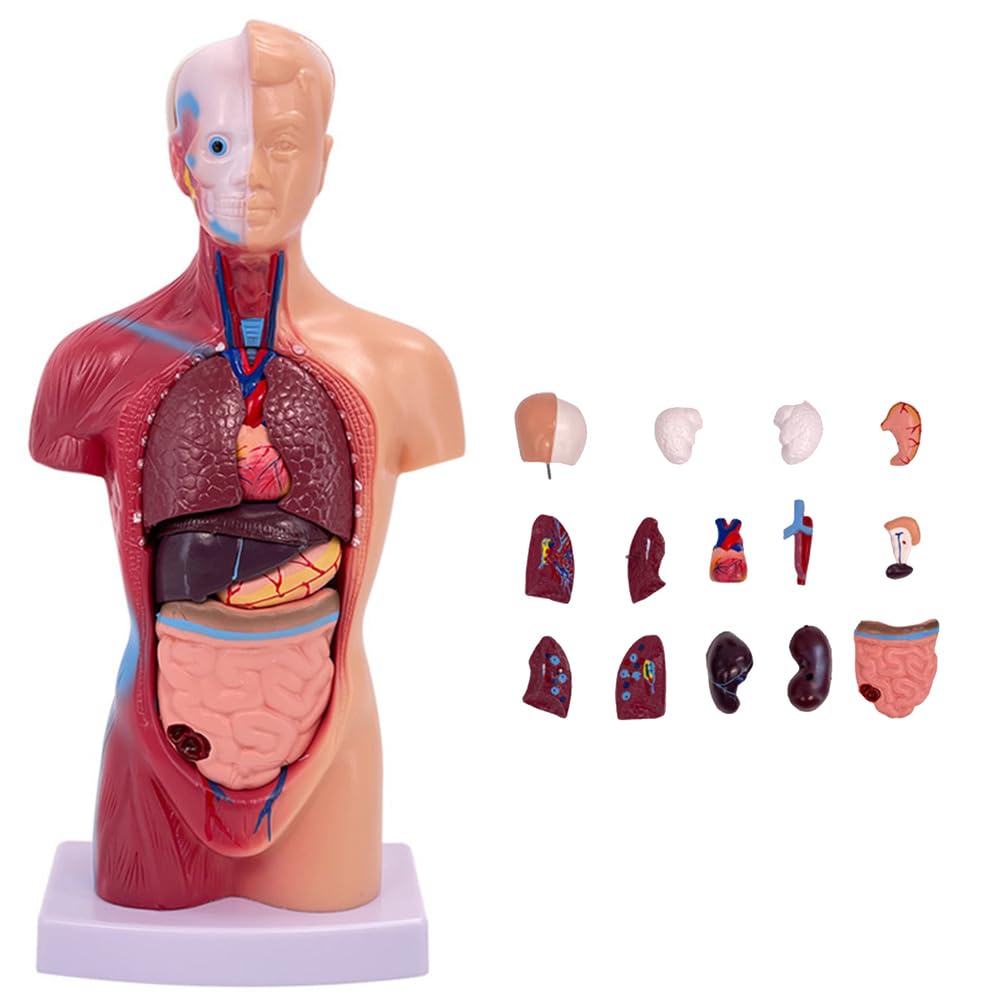 Modello di Torso Umano anatomico da 28 cm Modello di Corpo Umano Rimovibile 15 organi Staccabili