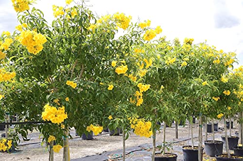 Image of Green World Tecoma Stans /Yellow Trumpet Bush Tree Seeds for Farming & Gardening (10 seeds pack)
