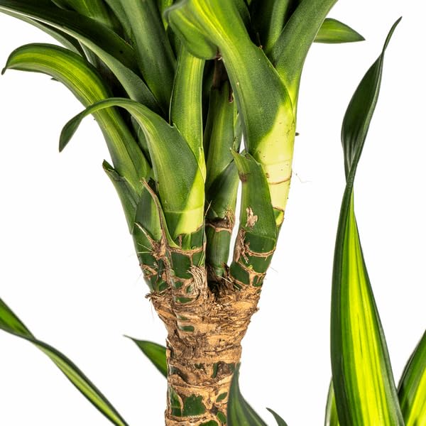 Dracaena deremensis Rikki Drachenbaum 130-150cm 24cm Zimmerpflanze pflegeleicht grüne Blattpflanze für Wohnzimmer Büro Flur moderne große Grünpflanze