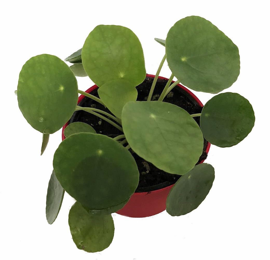 Hirt's Gardens Chinese Money Plant - Pilea peperomiodes - 2.5" Pot