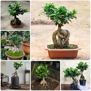 30 stuks ficus ginseng bonsaizaden, Vaste planten winterhard, zaden winterhard (Ficus microcarpa) Bonsai, bodembedekkerzaden winterhard Extreem winterharde potplanten, cadeau voor