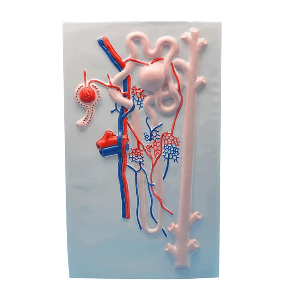 GTHTUHFD Skeleton Model Human Body Model Human Anatomy Kidney Model Human Model For School Teaching Display Ornament Human Organ Model