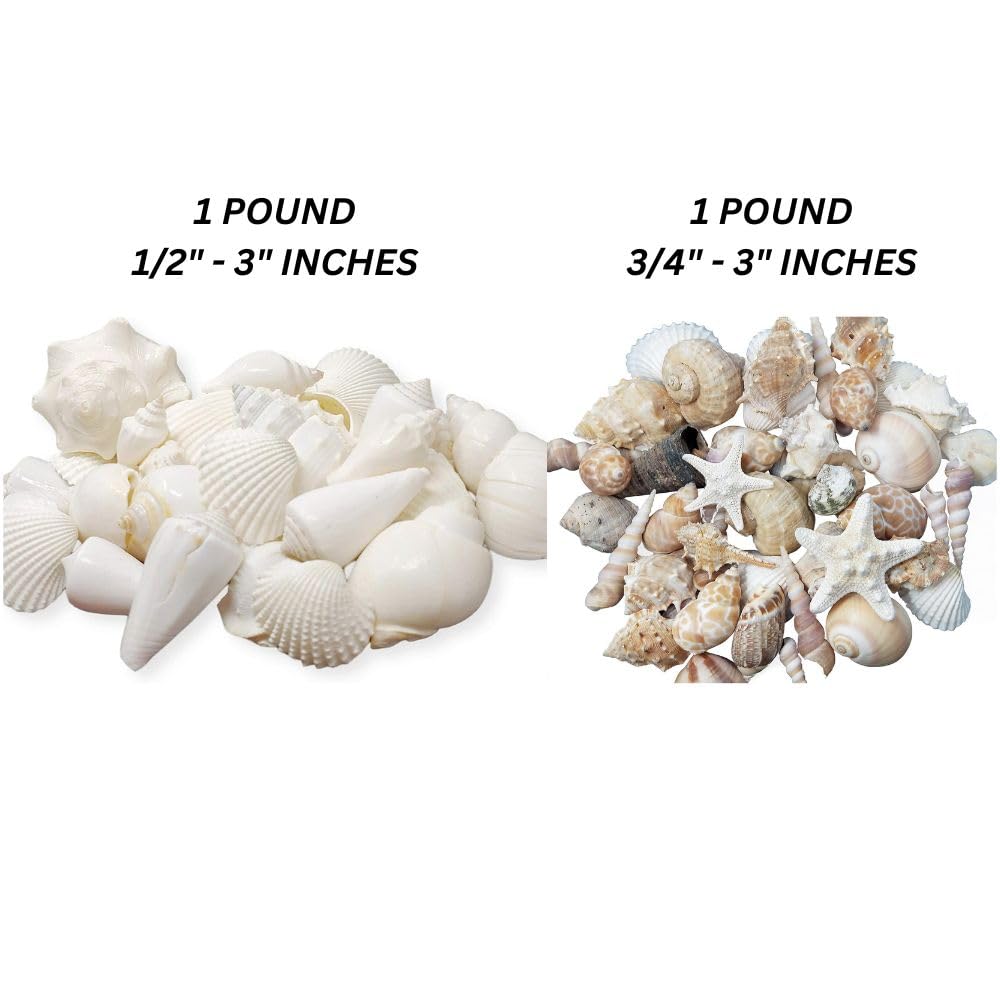 Tumbler Home Seashells Mix of Whites & Shells in Whites, Tans & Pinks, Perfect for Crafts, Decor, Weddings & Vase Filler - Image 2
