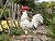 TERESA'S COLLECTIONS Garden Decor, White Rooster Garden Decor, Waterproof Metal Garden Statue, 17.5", Rooster Gifts, Garden Gifts for Women Mom Dad, Indoor/Outdoor