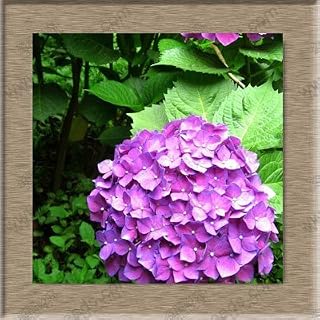 23: Hortensie Blumensamen, Topf Bonsai Balkon Hortensie 24 Farben zur Auswahl, die gesamte Palette von 20 Samen/Pack: Only Seeds