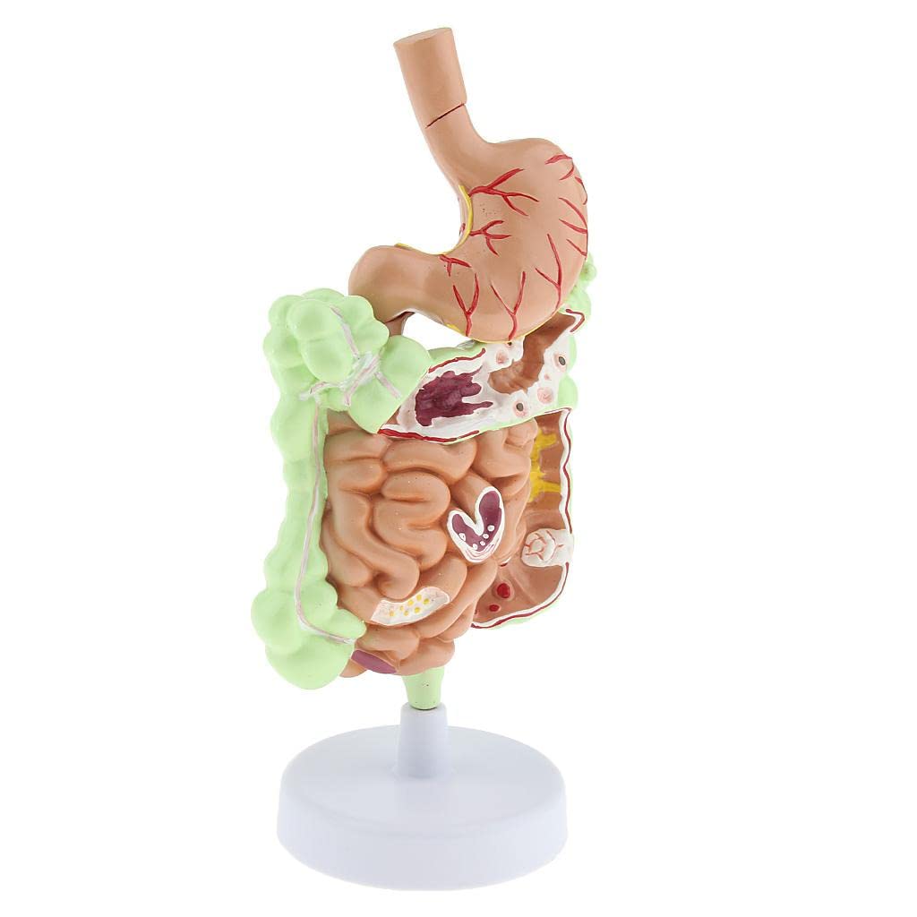 Anatomía del Sistema Digestivo Humano Modelo de Enseñanza Anatómica Estudio Anatómico