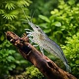 🐟 PACIFIQUES & COMPATIBLES AQUARIUM COMMUNAUTAIRE – Crevettes calmes et non agressives, compatibles avec la majorité des poissons paisibles et autres invertébrés. Idéales pour bacs plantés et nano-aquariums.