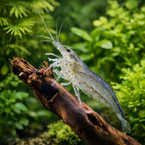 Caridina Japonica Nettoyeur d'algues– Lot de 10 crevettes d’Aquarium vivantes – Nano-Aquarium & bacs communautaires – Acclimatées en France – NeoTropic