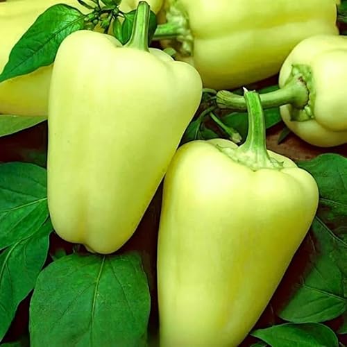 Yellow Sweet Pepper Citrina 100 seeds + Freebie + Plant tag Capsicum