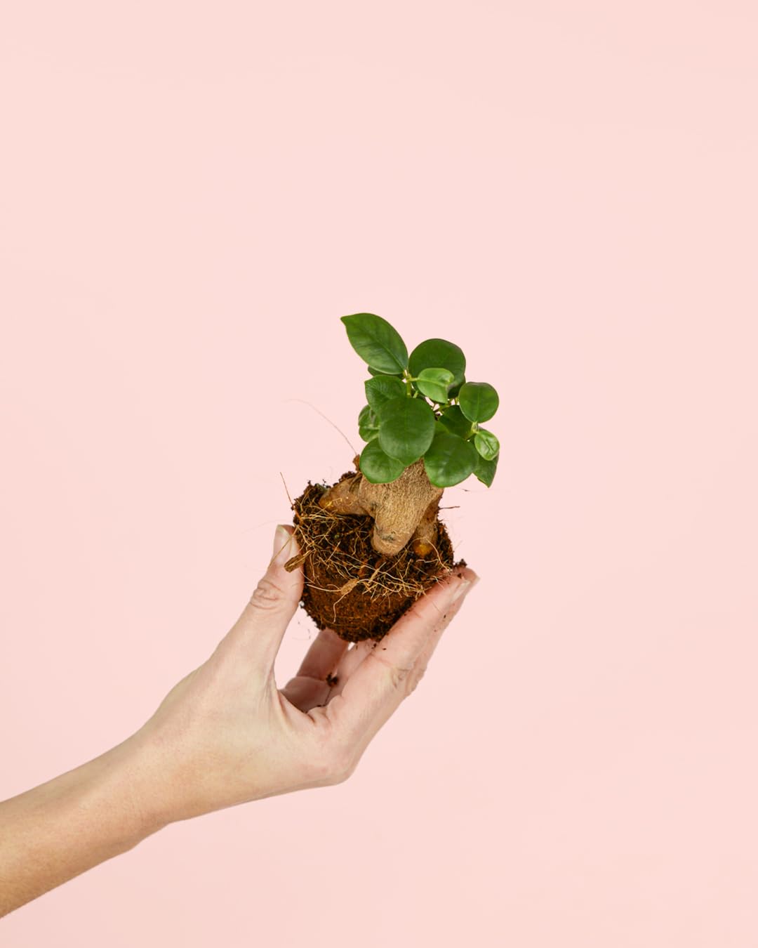 PUR PLANT Ficus Microcarpa Mini | Bonsai Natural De Interior Resistente y Purificador | Ideal para Terrarios y Espacios Pequeños | Plantas Naturales Interior y Hojas Brillantes | Maceta De Ø6 cm — view 8
