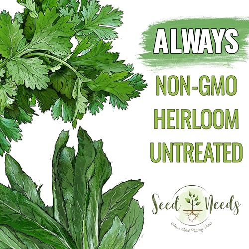 Seed Needs Coriander Seeds for Planting Culantro & Cilantro - Non-GMO Heirloom & Untreated Herb Seed to Plant an Indoor/Outdoor Culinary Medicinal Garden (Collection of 2 Packets) - Image 5