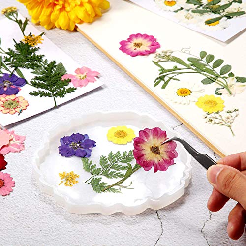 126 stuks echte gedroogde geperste bloemen, Libershine natuurlijke geperste bloemen voor hars, Scrapbooking, DIY kaars… - Afbeelding 7