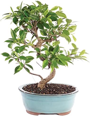 Brussel's Bonsai Live Golden Gate Ficus Indoor Bonsai Tree-7 Years Old 8" to 10" Tall with Decorative Container