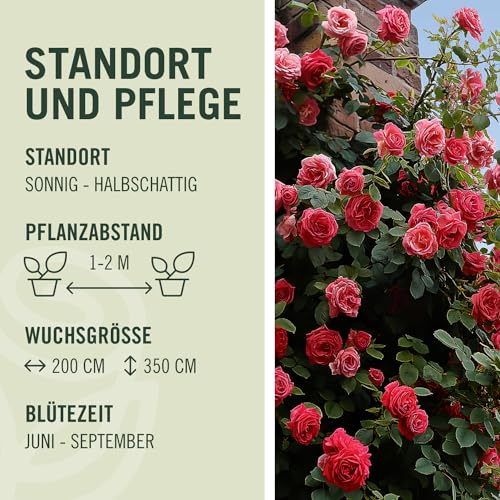 Kletterrose Red Flame in Rot - Kletter-Rose winterhart, stark duftend - Pflanze für Rankhilfe im 5 Liter Container von Garten Schlüter - Pflanzen in Top Qualität