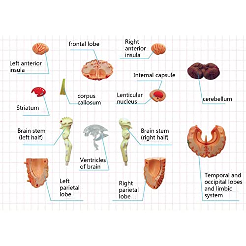 Modèle anatomique humain pour comprendre l'anatomie facilement - 6
