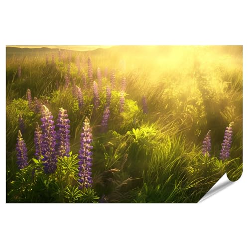 islandburner Póster XXL de altramuces en la puesta del sol, juego de luz para salón, amantes de la naturaleza, tienda de cosméticos naturales, imágenes de alta calidad, impresión fotográfica