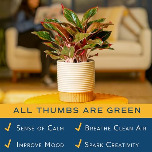 Image of Costa Farms Chinese Evergreen Live Plant in Decorative Pot, Easy to Maintain, Air Purifying Indoor Houseplant, Home, Room, or Office Decor, House Warming or Birthday Gift, 12-18 Inches Tall
