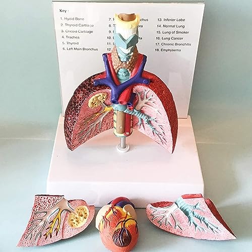 Modèle d'anatomie de larynx gorge poumon cœur haute précision