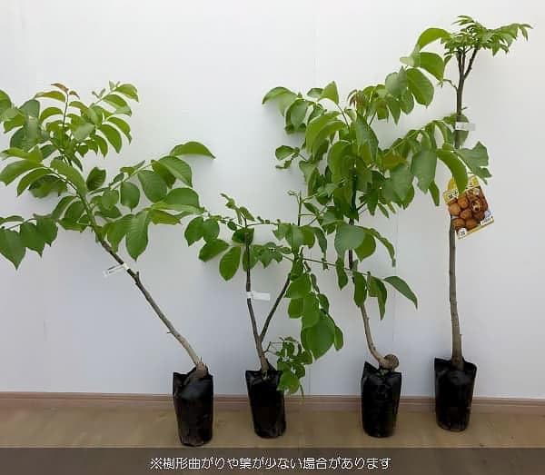 Amazon.co.jp: クルミ：信濃クルミ（しなのくるみ）実生苗4.5号ポット