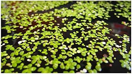 FMJ Fishes UK Duckweed Lemna Minor Floating Aquarium Live Plant (50x Duckweed)