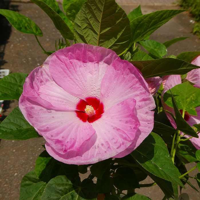Amazon.co.jp: 芙蓉 アメリカフヨウ ピンク花 苗 大株 6号 西洋