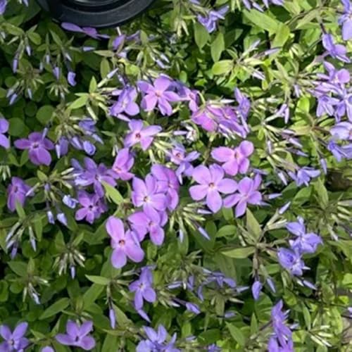 Semi di Phlox da tappeto - esterno resistenti all'inverno Phlox subulata - esotici da balcone, giardino di selvatici perenni resistenti 250pcs