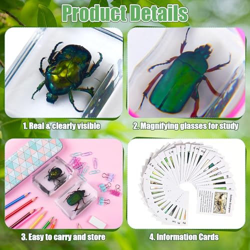 Image of GlikCeil 12 Pcs Insect in Resin Specimen Bugs Discovery Kit Collection Paperweight Bug with Information Flash Cards Preserved in Resin with 10x Magnifier for Scientific Educational Display Supplies