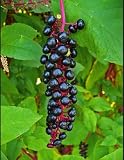 Live Plant - Pokeberry Or Pokeweed (Phytolacca Americana)