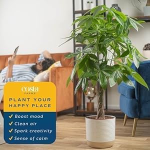 Costa Farms Money Tree, Large, Live Indoor Plant, Easy to Grow Pachira House Plant Gift, Home Décor, 3-4 Feet Tall in Nursery Pot Costa Farms Money Tree Large Live Indoor Plant Easy to Grow Pachira House Plant Gift Home Decor 3 4 Feet Tall in Nursery Pot