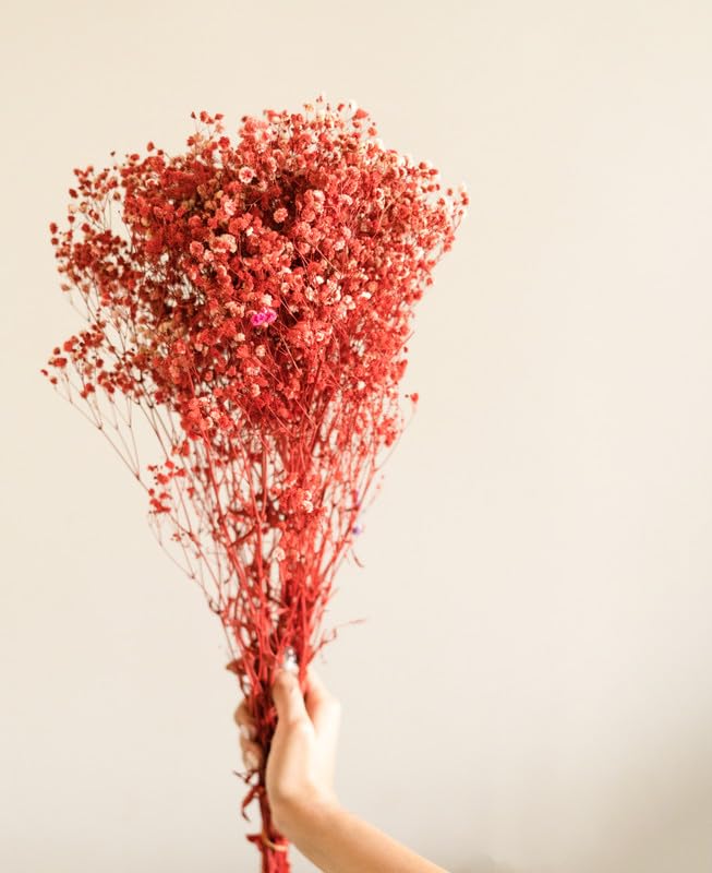 Arte Casa Decorative Red Baby Breaths Naturally Dried Flowers for Vase Filler for Home Decor| Indoor | Office Decor (Red, 200gm)-image-22