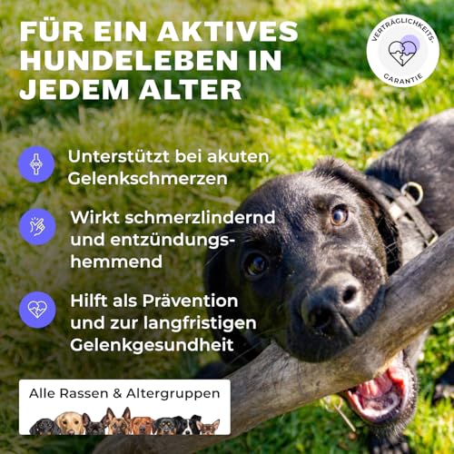 Premium Gelenkpulver für Hunde Mighty Mobility | Grünlippmuschel Hund | Gelenk- & Knochenschutz für Hunde 200 g | Unterstützt bei akuten Gelenkschmerzen & Präventiv | Alternative zu Gelenktabletten