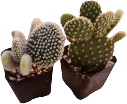 Miniatura 7 de FOlIAGEMS Plantas suculentas vivas de USKC (juego de dos macetas de 2 pulgadas) (cadena de perlas+lágrimas)