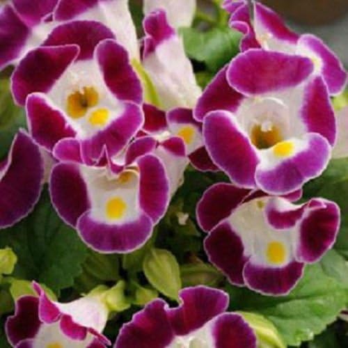 Seeds - 50 Torenia Seeds Kauai Burgundy Pelleted Seeds by TricaStore