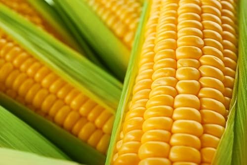 Semillas de maíz raras para plantar, 25 semillas por paquete, se envían desde Iowa, Estados Unidos (increíble maíz dulce)