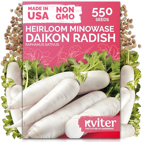 KVITER 550 Daikon Minowase Radish Seeds (Raphanus Sativus) - Japanese White Daikon Mild Flavor Easy Growing Non-GMO Seed Packets - Heirloom Vegetable Seeds for Home Garden Outdoor Beds