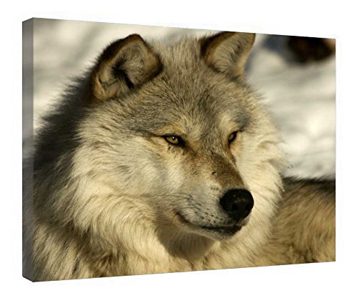Tableau loup sauvage cadre bois toile décoration chambre adulte